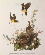 birds 06 - Yellow Breasted Chat